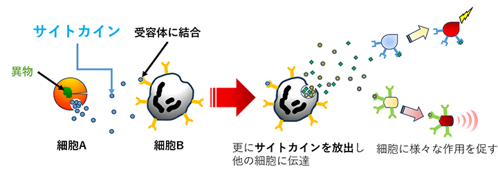 画像:サイトカイン